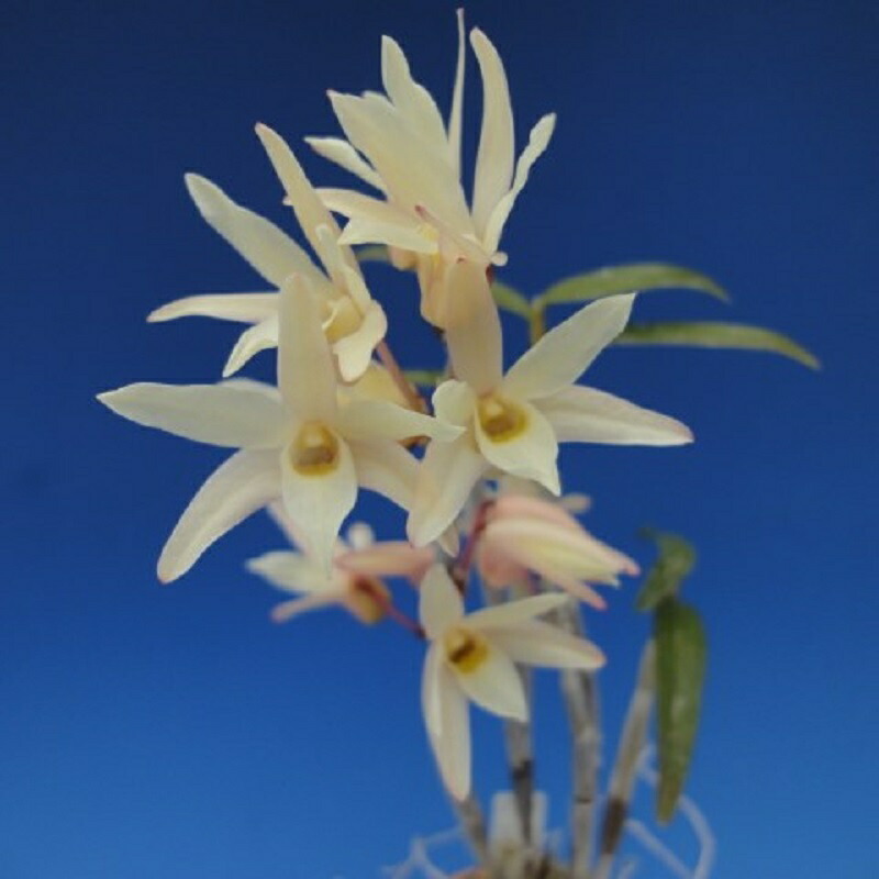 楽天市場 石斛花物 セッコク 杏丸 あんずまる 3 4条 ヨネヤマ 聞香庵 楽天市場店