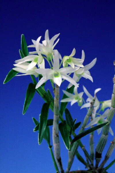 楽天市場 石斛花物 セッコク 白露 はくろ 5 6条 ヨネヤマ 聞香庵 楽天市場店