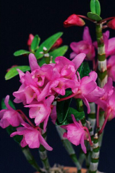 楽天市場】【石斛花物（セッコク）】夢包（ゆめづつみ）/5〜6条