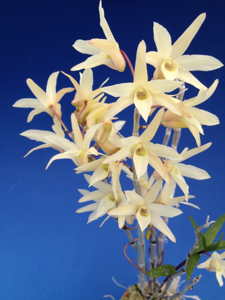 トップ100 セッコク 花物 すべての美しい花の画像