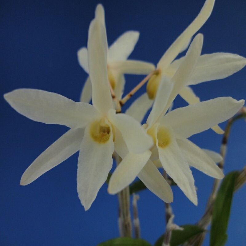 10円 一番の贈り物 石斛花物 セッコク 紅蛍 べにほたる 3