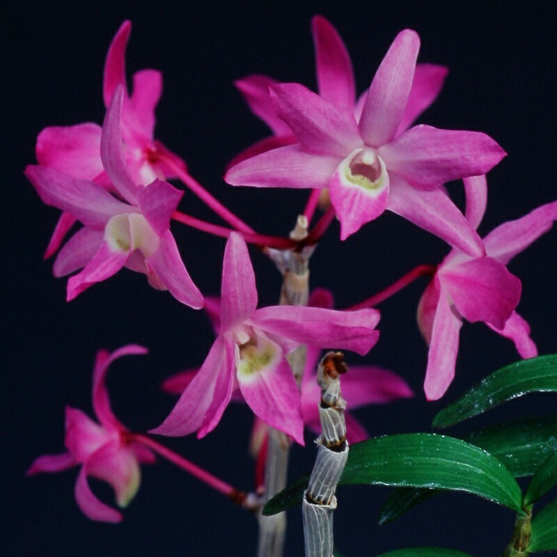 楽天市場】【石斛花物（セッコク）】紅綾（こうりょう）/5〜6条