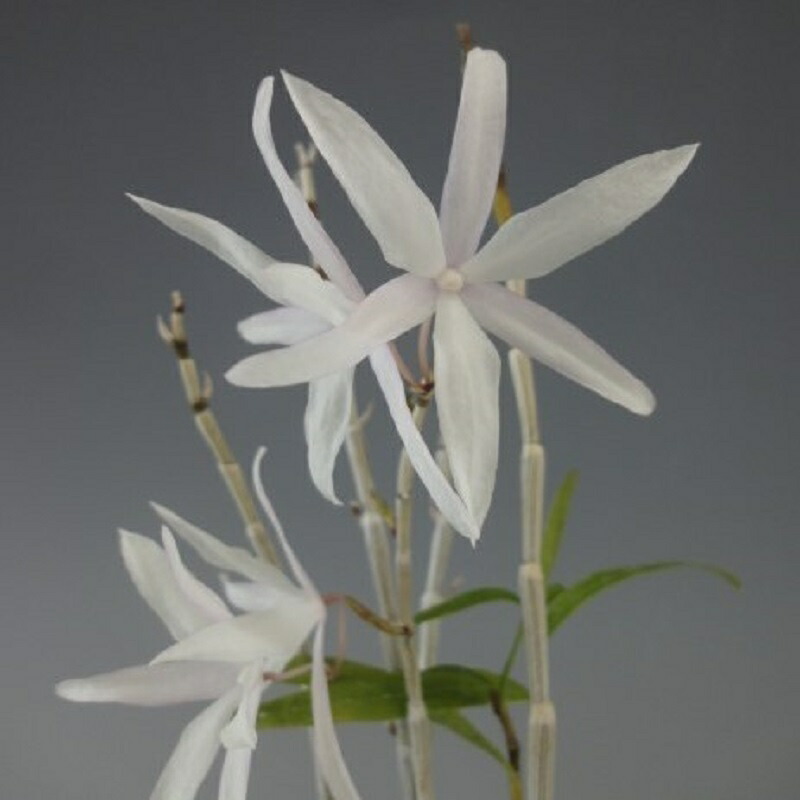 楽天市場 石斛花物 セッコク 六歌仙 ろっかせん 3 4条 ヨネヤマ 聞香庵 楽天市場店