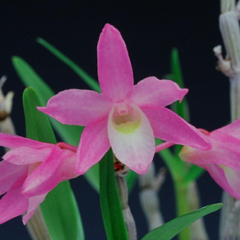 楽天市場】【石斛花物（セッコク）】紅綾（こうりょう）/5〜6条