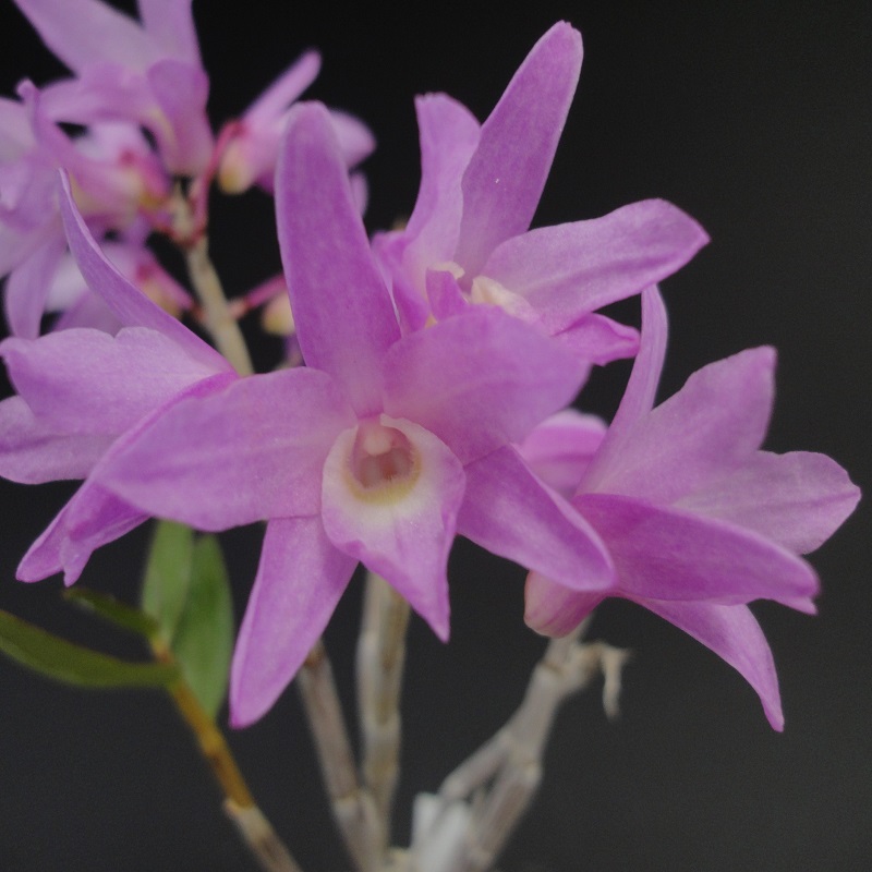 絶対一番安い 石斛花物 セッコク 赤花セット ｂ