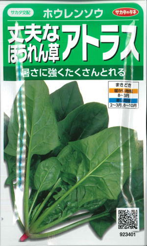 楽天市場 丈夫なほうれん草 アトラス サカタのタネ 25ml ホウレンソウ野菜種 秋まき Hana Uta 米沢園芸 楽天市場店