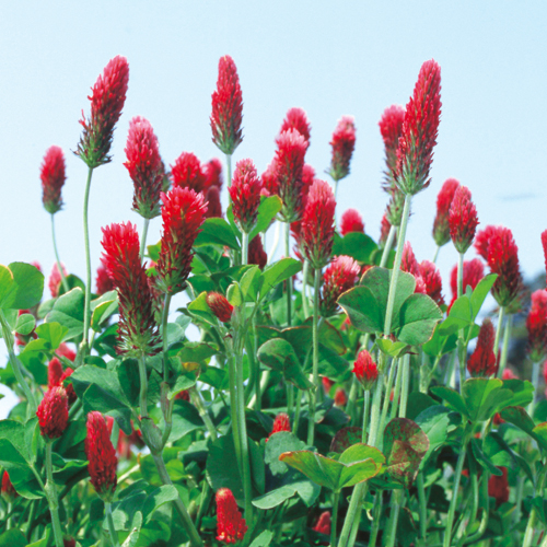 楽天市場】アカクローバーの種(メジューム) 1kg : 千草園芸