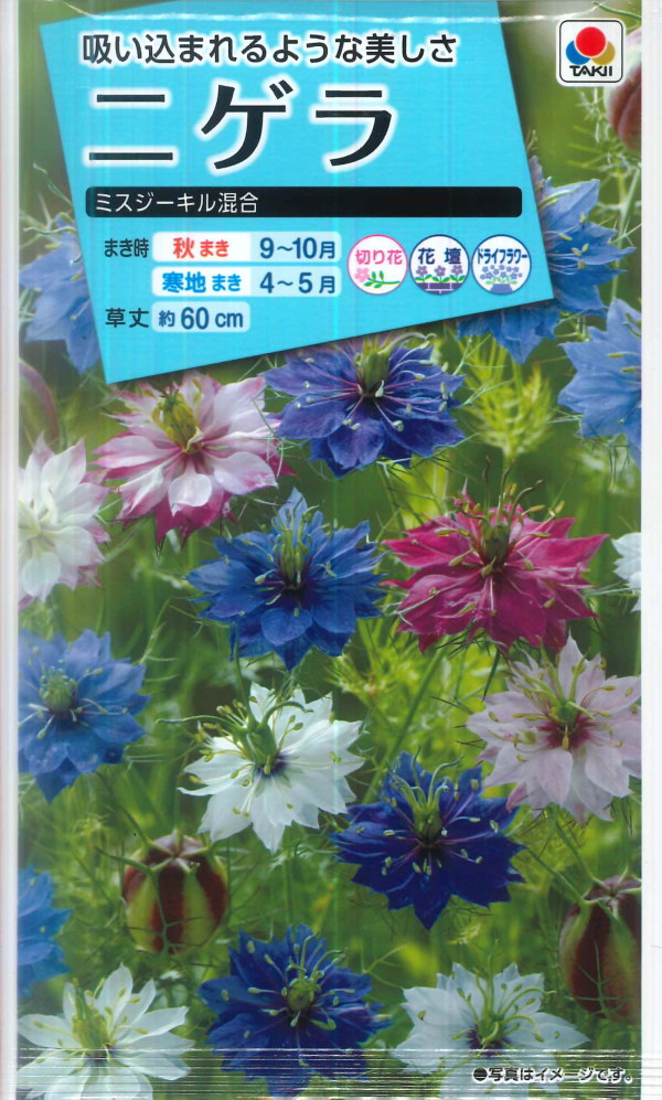 楽天市場 ニゲラ 黒種草 ミスジーキル タキイ 1 5ml 暖地秋まき 耐寒性一年草 秋まき Fzz775 Hana Uta 米沢園芸 楽天市場店