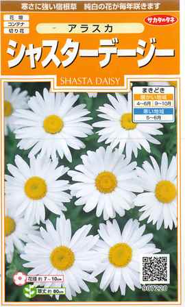 楽天市場 シャスターデージー アラスカ サカタのタネ 1ml 多年草 春まき 秋まき 9072 Hana Uta 米沢園芸 楽天市場店
