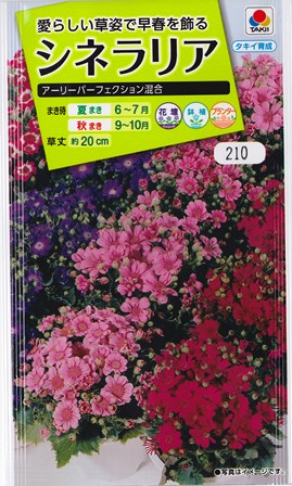 楽天市場 シネラリア サイネリア タキイ種苗 0 07ml 秋まき Hana Uta 米沢園芸 楽天市場店