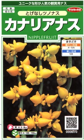 楽天市場】花種子 カナリアナス（フォックスフェイス）とげなし