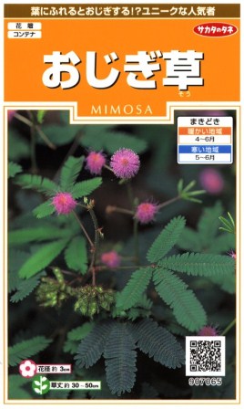 楽天市場 おじぎ草 サカタのタネ 0 2ml 春まき一年草 Hana Uta 米沢園芸 楽天市場店