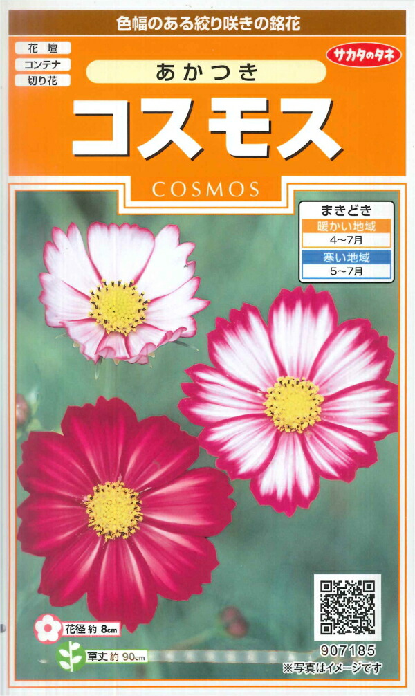 売り込み 日々草 エクエイターミックス サカタのタネ 0.3ml 春まき一年草 春まき 905446