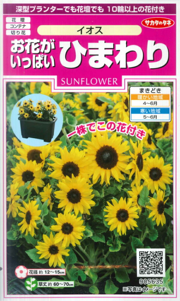 楽天市場】【ヒマワリの種】バイカラーミックス【サカタのタネ