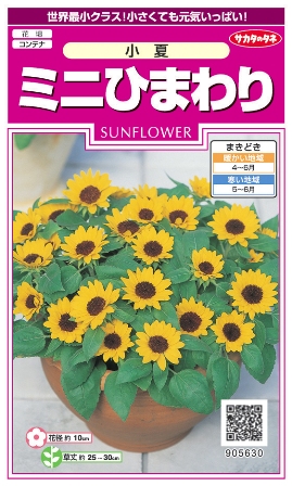 楽天市場 ミニヒマワリの種 小夏 サカタのタネ 2ml Hana Uta 米沢園芸 楽天市場店