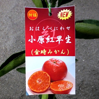 楽天市場 果樹苗 小原紅早生 おはらべにわせ 苗木 温州みかん 1年生根巻き苗 柑橘類 Hana Uta 米沢園芸 楽天市場店