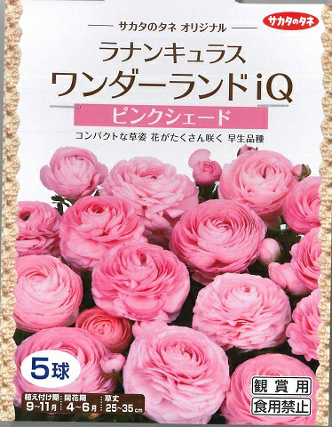楽天市場 秋植え球根 ラナンキュラス ワンダーランドiq ピンクシェード サカタのタネ 5球詰 Hana Uta 米沢園芸 楽天市場店