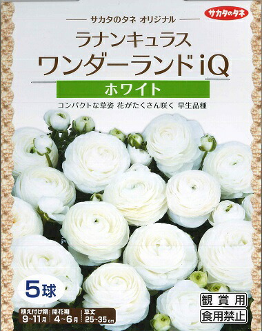 楽天市場】【秋植え球根】ラナンキュラス （ワンダーランドIQ）ミックス 【サカタのタネ】（5球詰） : Hana Uta 米沢園芸 楽天市場店