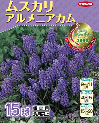 楽天市場 秋植え球根 ムスカリ アルメニアカム サカタのタネ 15球詰 Hana Uta 米沢園芸 楽天市場店