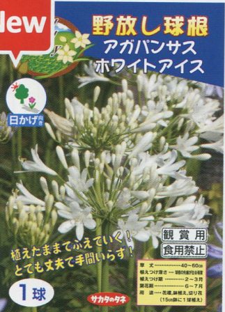 楽天市場 野放し球根 アガパンサス ホワイトアイス サカタの球根 日かげ向き 1球 Hana Uta 米沢園芸 楽天市場店