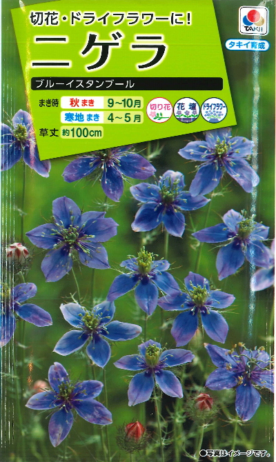 楽天市場 タキイ ニゲラ 黒種草 ブルーイスタンブール 秋まき 1ml 耐寒性一年草 Hana Uta 米沢園芸 楽天市場店