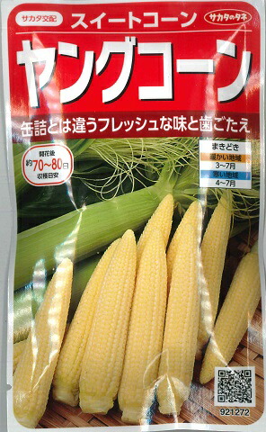 楽天市場】【倒れにくいゴールドラッシュ】ゴールドラッシュ90【サカタ