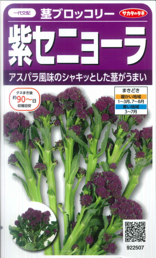 楽天市場 茎ブロッコリー 紫セニョーラ サカタのタネ 粒 野菜種 春まき 秋まき Hana Uta 米沢園芸 楽天市場店