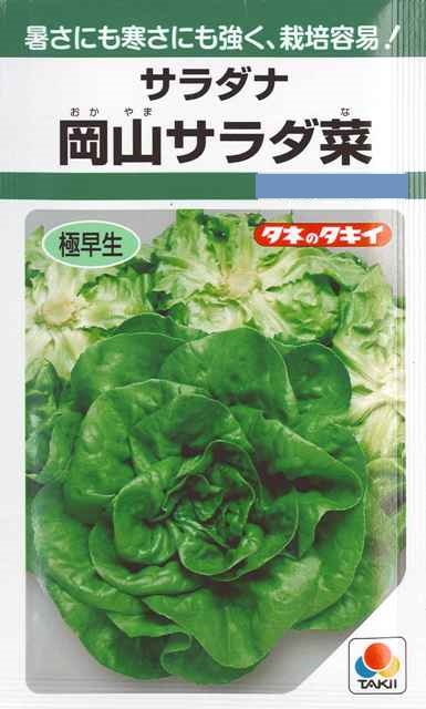 楽天市場】【チマ・サンチュ】焼肉レタス（緑）【サカタのタネ】（3.5ml）かきチシャ/野菜種[春まき][秋まき] 923674 : Hana Uta  米沢園芸 楽天市場店