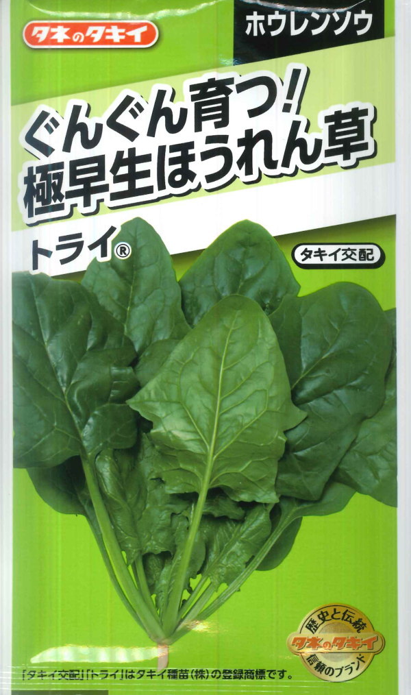 楽天市場】【おてがるほうれん草】ソロモン 【サカタのタネ】（25ml）ホウレンソウ/野菜種[秋まき]923405：Hana Uta 米沢園芸 楽天市場店