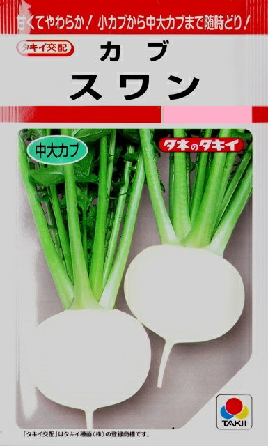 楽天市場】【ダイコン】おでん大根（味福） 【トーホク】野菜種（8ml） : Hana Uta 米沢園芸 楽天市場店