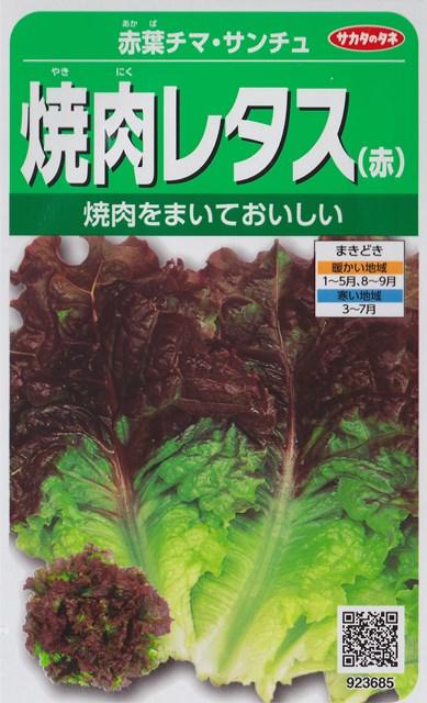 楽天市場】【チマ・サンチュ】焼肉レタス（緑）【サカタのタネ】（3.5ml）かきチシャ/野菜種[春まき][秋まき] 923674 : Hana Uta  米沢園芸 楽天市場店