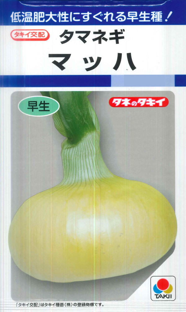 玉ねぎ苗【早生品種マッハ1000本】【野菜苗】 玉ねぎ苗【早生品種