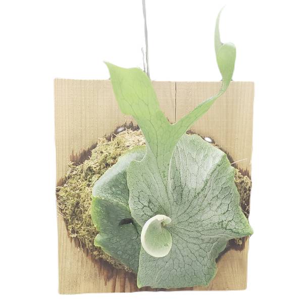 プラチセリウム グランデ Platycerium grande 原種 木付き 35cm｜渥美洋らんセンタースズキラン園
