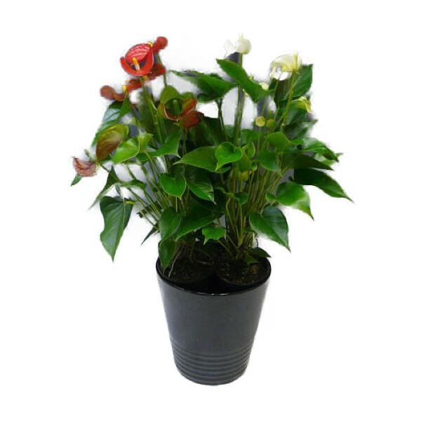 アンスリウム レガレ 2 陶器鉢 お皿付き 楽天市場】観葉植物 アンスリウム 赤 白石 黒陶器鉢 受け皿付き 6号鉢