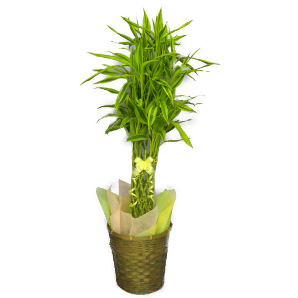 観葉植物ドラセナ サンデリアーナ 花 観葉植物 幸運の竹 ミリオンバンブー ラッキーバンブー 8号鉢 ギフト花 ガーデン Diy 茶かご ブラウンバスケット インテリアグリーン 観葉植物 高さ90 1cm程度 受け皿付き ギフト 中型 大型 買取 高額