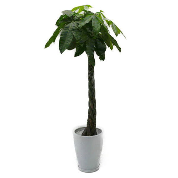観葉植物 パキラ 発財樹 10号鉢 白陶器鉢 丸鉢 受け皿付き 高さ140cm～160cm程度 大型 インテリアグリーン ギフト 寒さに強い2307-81534｜渥美洋らんセンタースズキラン園 20,350円