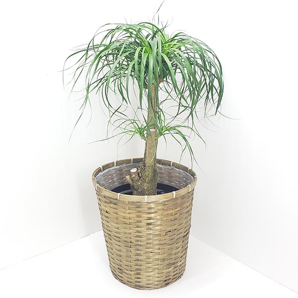 激安通販専門店 茶かご 観葉植物 ポニーテール ギフト トックリラン 10号鉢 大型 インテリアグリーン 受け皿付き ブラウンバスケット 高さ80cm 花 観葉植物