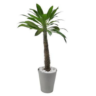 【花なし株】 パキポディウム ラモサム Pachypodium lamerei var.ramosum 7号陶器鉢 白石付き 原種 7号鉢 80cm *｜渥美洋らんセンタースズキラン園