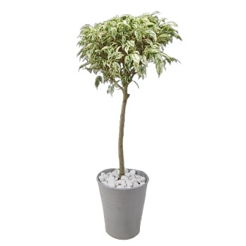 【花なし株】 フィカス ベンジャミナ ‘スターライト’ ficus benjamina ‘Star Light’ 7号陶器鉢 白石付き 原種 7号鉢 80cm *|渥美洋らんセンタースズキラン園