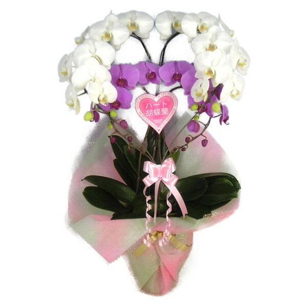 ハート形夢見鳥蘭 大輪印字機 紅白 ダブルハート形phal-dheart-kh