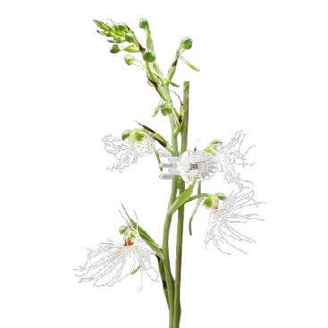 楽天市場】【花なし株】 レプトテス ビカラー 'ハマナ' Lpts.bicolor