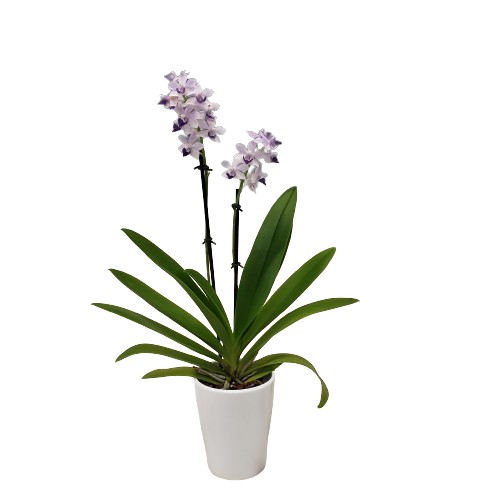 ファレノプシス　シレリアナ ファレノプシス・シレリアナ（ラン科） | 見ごろの植物
