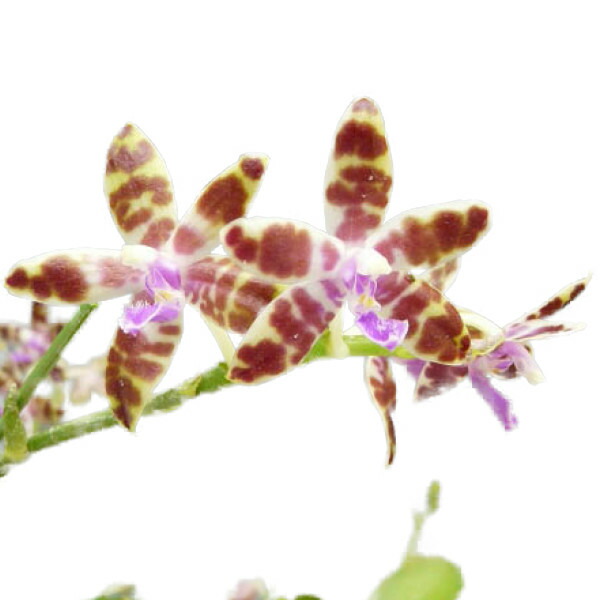 楽天市場】【花なし株】 ファレノプシス シレリアナ Phal