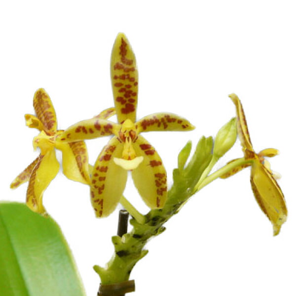 楽天市場】【花なし株】 ファレノプシス シレリアナ Phal.schilleriana ('Silver leaves'x'Wan Dan') 原種  芳香あり 2号鉢 8cm 1作開花サイズ(NBS)21781 : 渥美洋らんセンタースズキラン園