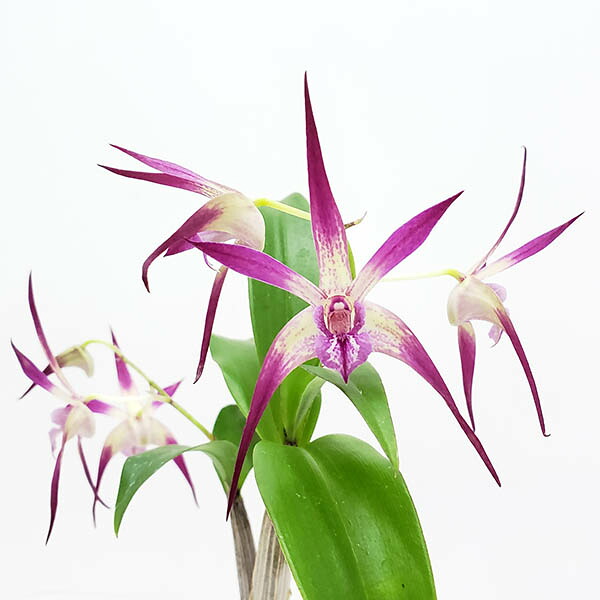 【花なし株】 デンドロビューム マローンスター &lsquo;カバリエール&rsquo; Den.Maroon Star &lsquo;Cavalier&rsquo; BM/JGP2018 芳香あり 2.5号鉢 20cm 開花サイズ(BS)24004｜渥美洋らんセンタースズキラン園