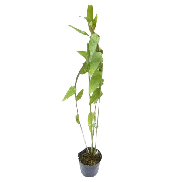 楽天市場】【花なし株】 レプトテス ビカラー 'ハマナ' Lpts.bicolor