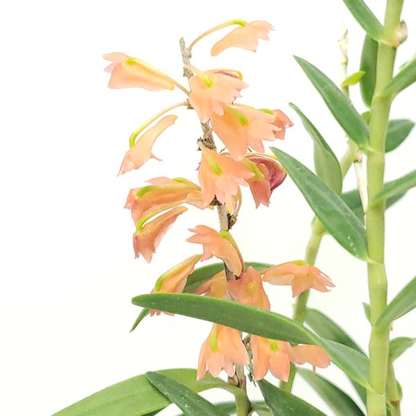 鉢植え　メキシペディウム ゼロフィチカム Mexipedium xerophyticum 'Obata' | No orchid, no life. ～蘭を