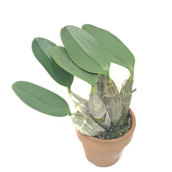 3号鉢 Sbm Joga 3号鉢 花なし株 cm 開花サイズ Bs 渥美洋らんセンタースズキラン園 Misato Var マジャス ミサト アグレガタム Sbm Joga 原種 Majus デンドロビューム Den Aggregatum cm