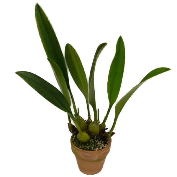 楽天市場】【花なし株】 クロウェシア ロッシー Clowesia rossi 原種