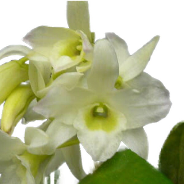 楽天市場】【花なし株】 デンドロビューム マローンスター